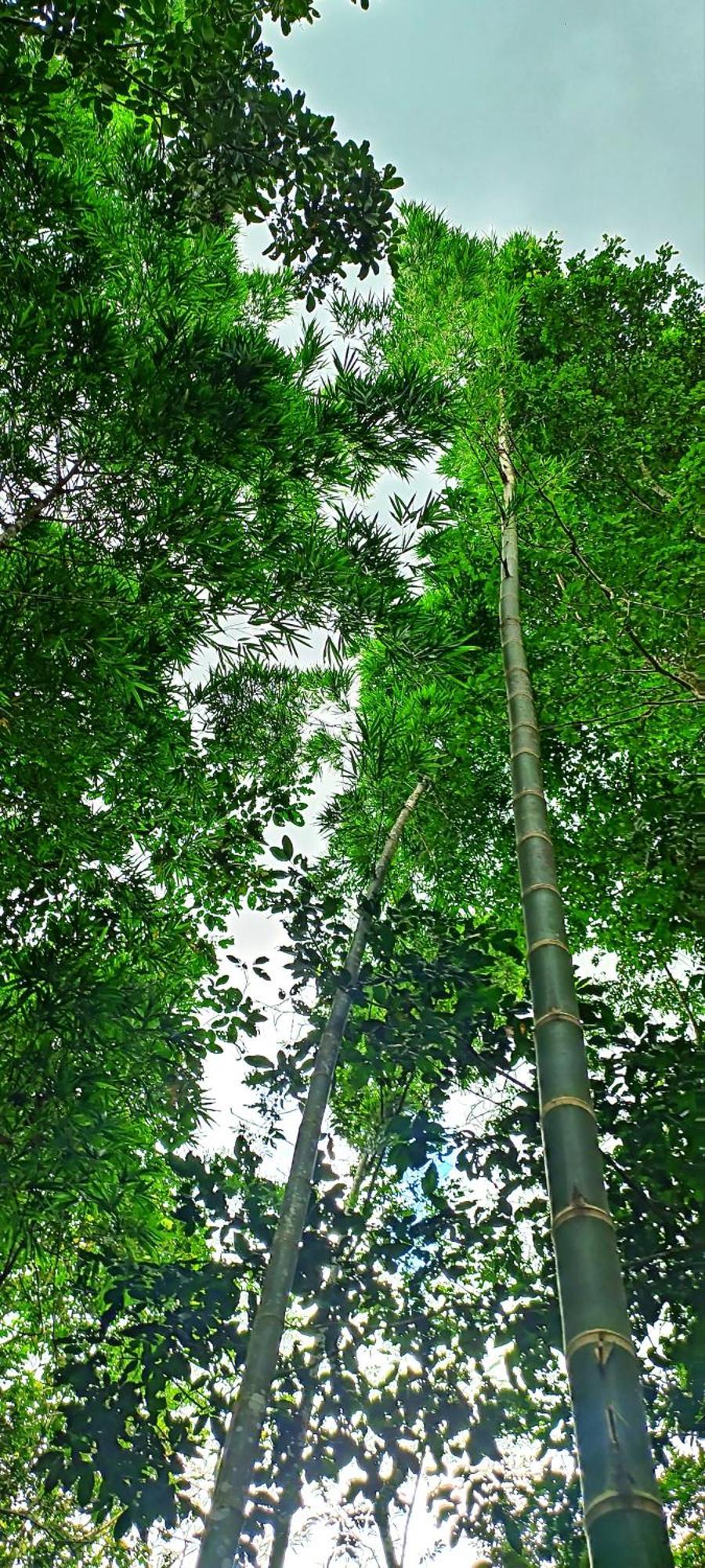 Hotel Ecologico Makalombia La Macarena Dış mekan fotoğraf