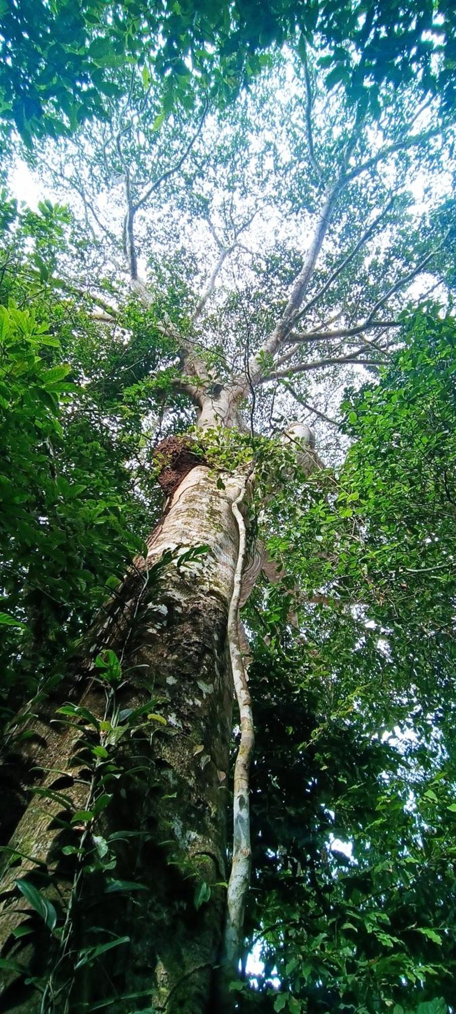 Hotel Ecologico Makalombia La Macarena Dış mekan fotoğraf